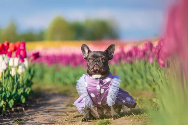 Canlı renklerde lalelerle dolu renkli bir tarlada sevimli bir Fransız bulldog 'u giydirilmiş köpek kıyafetleri.