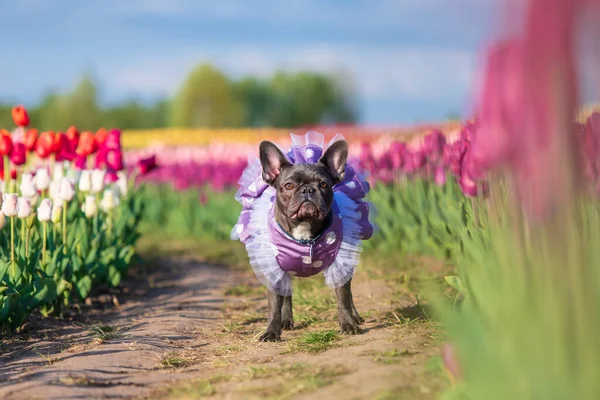 Adorable French Bulldog Colorful Field Tulips Vibrant Hues Dressed Dog — Stock Photo, Image