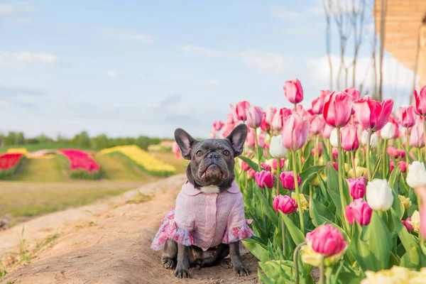 Schattige Franse Bulldog Een Kleurrijk Veld Van Tulpen Met Levendige — Stockfoto