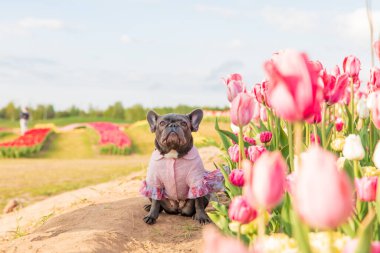 Canlı renklerde lalelerle dolu renkli bir tarlada sevimli bir Fransız bulldog 'u giydirilmiş köpek kıyafetleri.