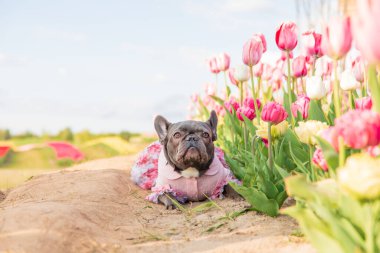 Canlı renklerde lalelerle dolu renkli bir tarlada sevimli bir Fransız bulldog 'u giydirilmiş köpek kıyafetleri.