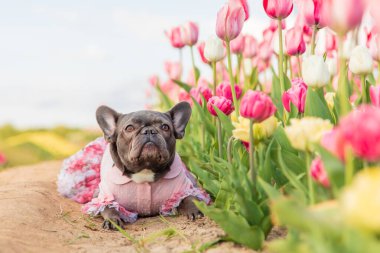 Canlı renklerde lalelerle dolu renkli bir tarlada sevimli bir Fransız bulldog 'u giydirilmiş köpek kıyafetleri.