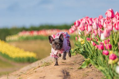 Canlı renklerde lalelerle dolu renkli bir tarlada sevimli bir Fransız bulldog 'u giydirilmiş köpek kıyafetleri.