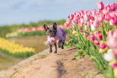 Canlı renklerde lalelerle dolu renkli bir tarlada sevimli bir Fransız bulldog 'u giydirilmiş köpek kıyafetleri.