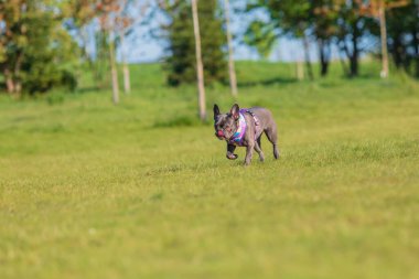 Fransız Bulldog yeşil çimenlikte mutlu bir şekilde oynuyor. Doğal bir ortamda neşeli bir enerji ve neşe gösterisi..