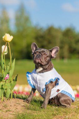 Canlı renklerde lalelerle dolu renkli bir tarlada sevimli bir Fransız bulldog 'u giydirilmiş köpek kıyafetleri.