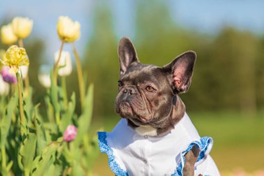 Canlı renklerde lalelerle dolu renkli bir tarlada sevimli bir Fransız bulldog 'u giydirilmiş köpek kıyafetleri.