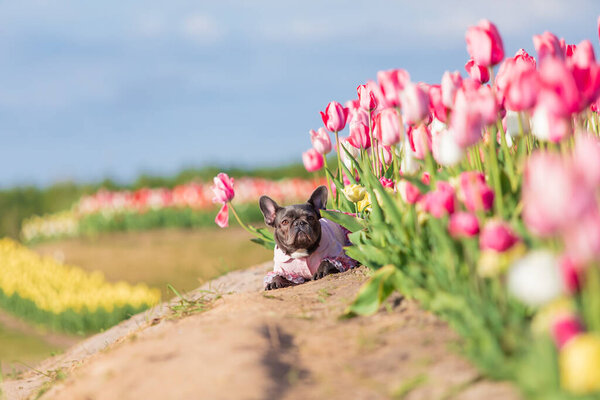 Adorable French bulldog in a colorful field of tulips with vibrant hues Dressed dog Dog clothes