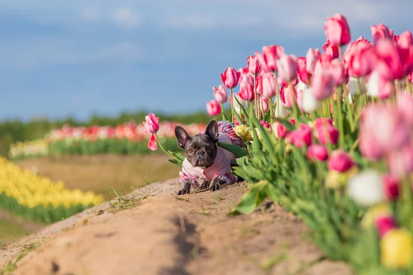 stock image Adorable French bulldog in a colorful field of tulips with vibrant hues Dressed dog Dog clothes