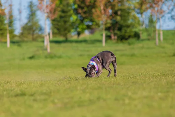 Vakre Franske Bulldog Med Fargerike Tulipaner Fargerike Hundeklær – stockfoto