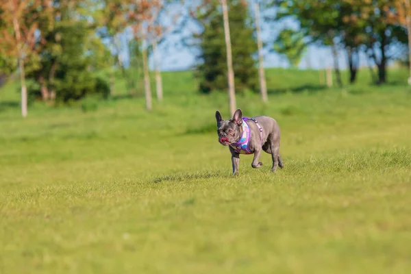 French Bulldog Happily Playing Green Grassy Field Joyful Display Energy — Stock Photo, Image