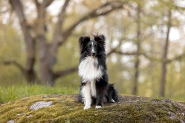 Güzel bir orman manzarasında Sheltie köpeği. Doğanın güzelliği arasında melezin zarafetini yansıtan büyüleyici bir görüntü..