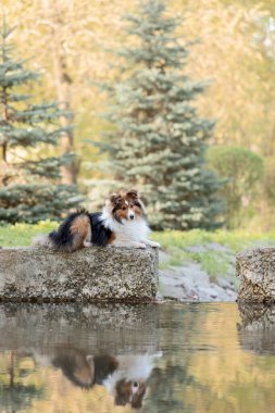 Suyun içinde büyüleyici bir yansıması olan sakin bir su kütlesinin yanındaki çarpıcı bir parkta Sheltie köpeği. Huzurlu bir ortamın ortasındaki türün zarif güzelliğini gösteren büyüleyici bir stok fotoğrafı.