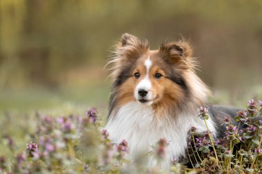 Çiçeklerle çevrili Sheltie köpeği. Yumuşak, rüya gibi bir arka planda köpeğin güzelliğini yansıtan büyüleyici bir portre..