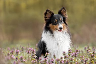 Çiçeklerle çevrili Sheltie köpeği. Yumuşak, rüya gibi bir arka planda köpeğin güzelliğini yansıtan büyüleyici bir portre..