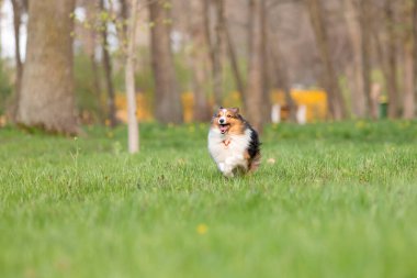 Aktif Sheltie köpeği güzel bir parkta gezintiye çıkıyor. Büyüleyici bir stok fotoğrafı. Doğanın enerjisini ve canlılığını görüntülüyor..