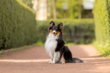 Aktif Sheltie köpeği güzel bir parkta gezintiye çıkıyor. Büyüleyici bir stok fotoğrafı. Doğanın enerjisini ve canlılığını görüntülüyor..