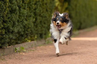 Aktif Sheltie köpeği güzel bir parkta gezintiye çıkıyor. Büyüleyici bir stok fotoğrafı. Doğanın enerjisini ve canlılığını görüntülüyor..