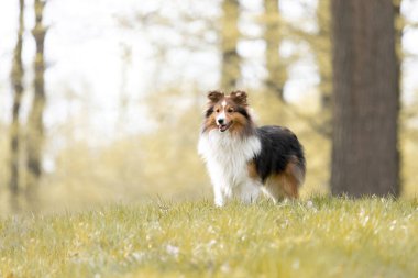 Güzel bir orman manzarasında Sheltie köpeği. Doğanın güzelliği arasında melezin zarafetini yansıtan büyüleyici bir görüntü..