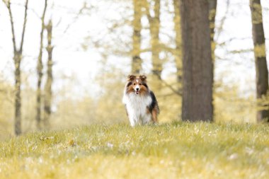 Güzel bir orman manzarasında Sheltie köpeği. Doğanın güzelliği arasında melezin zarafetini yansıtan büyüleyici bir görüntü..