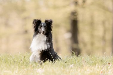 Güzel bir orman manzarasında Sheltie köpeği. Doğanın güzelliği arasında melezin zarafetini yansıtan büyüleyici bir görüntü..