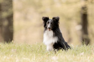 Güzel bir orman manzarasında Sheltie köpeği. Doğanın güzelliği arasında melezin zarafetini yansıtan büyüleyici bir görüntü..