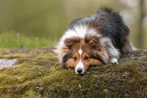 Sheltie Dog Bellissimo Paesaggio Forestale Immagine Accattivante Che Cattura Eleganza — Foto Stock