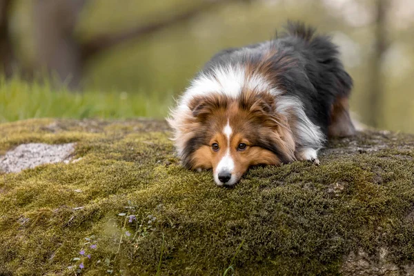 Sheltie Dog Bellissimo Paesaggio Forestale Immagine Accattivante Che Cattura Eleganza — Foto Stock