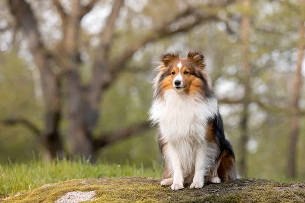Sheltie Hund Einer Wunderschönen Waldlandschaft Ein Fesselndes Bild Das Die — Stockfoto