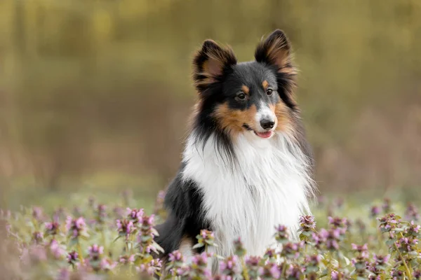 Sheltie Hund Umgeben Von Blühenden Heidekrautblumen Ein Fesselndes Porträt Das — Stockfoto