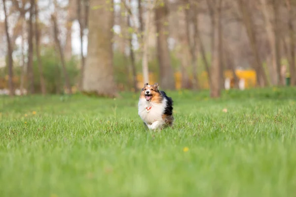 美しい公園で散歩を楽しむアクティブなシェルティー犬 風光明媚な環境の中で種のエネルギーと活気を捉える魅惑的なストックフォト — ストック写真