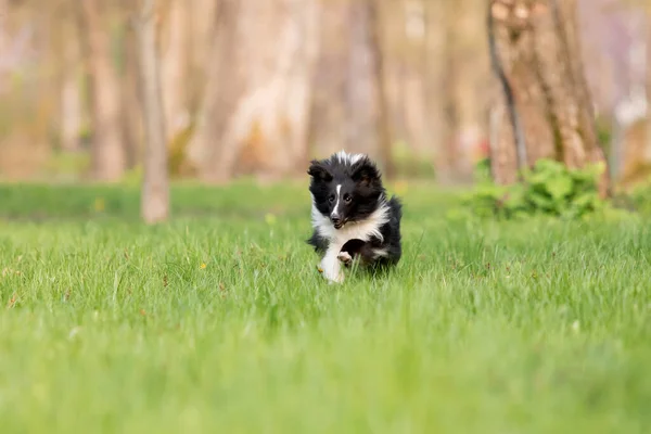 美しい公園で散歩を楽しむアクティブなシェルティー犬 風光明媚な環境の中で種のエネルギーと活気を捉える魅惑的なストックフォト — ストック写真