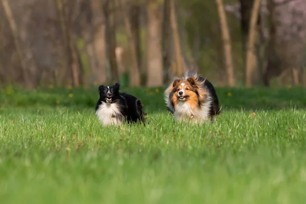 Активна Собака Шелті Насолоджується Прогулянкою Прекрасному Парку Захоплююче Фото Захоплює — стокове фото