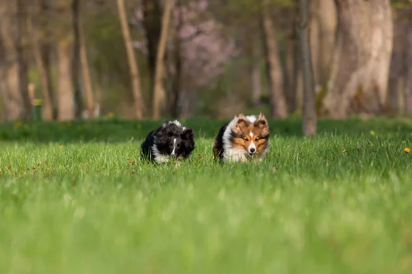Активная Собака Sheltie Наслаждающаяся Прогулкой Красивом Парке Захватывающая Фотография Запечатлевающая — стоковое фото