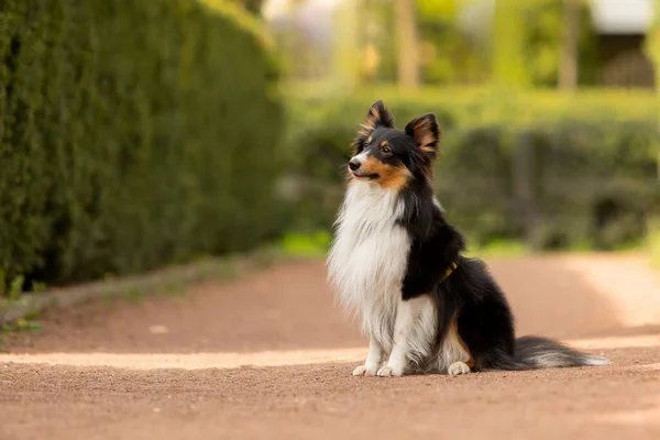 Активная Собака Sheltie Наслаждающаяся Прогулкой Красивом Парке Захватывающая Фотография Запечатлевающая — стоковое фото