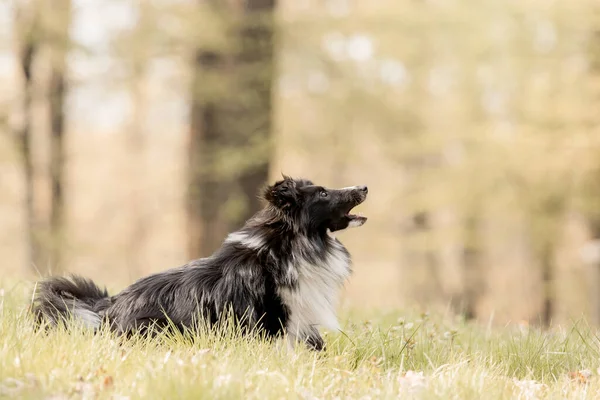 Sheltie Hund Ett Vackert Skogslandskap Fängslande Bild Fånga Elegansen Rasen — Stockfoto