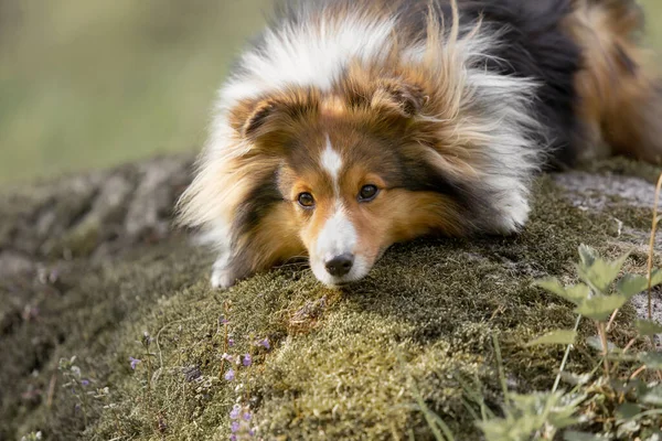 Sheltie dog in a beautiful forest landscape - a captivating image capturing the elegance of the breed amidst nature\'s beauty.