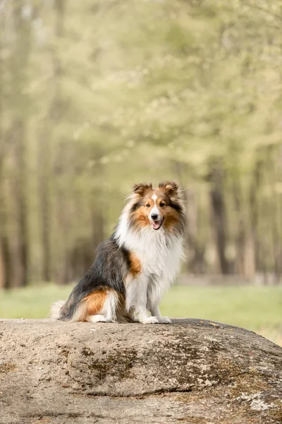 Sheltie Hund Einer Wunderschönen Waldlandschaft Ein Fesselndes Bild Das Die — Stockfoto