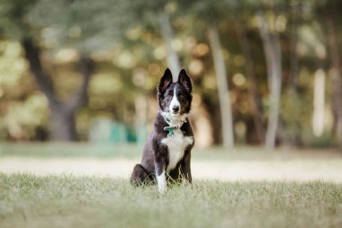 Neşeli Sınır Köpeği Collie Büyük Açık Alanı Heves ve Merakla Keşfediyor