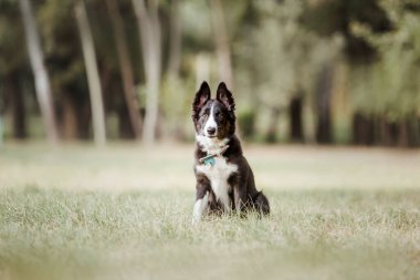 Neşeli Sınır Köpeği Collie Büyük Açık Alanı Heves ve Merakla Keşfediyor