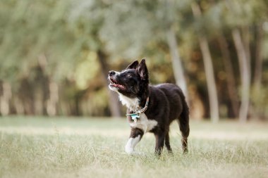 Neşeli Sınır Köpeği Collie Büyük Açık Alanı Heves ve Merakla Keşfediyor