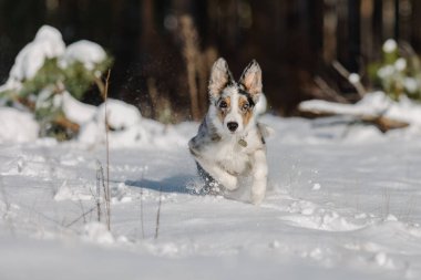 Neşeli Sınır Köpeği Collie Kış Arazisini Heyecan ve Merakla Keşfediyor.