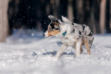 Neşeli Sınır Köpeği Collie Kış Arazisini Heyecan ve Merakla Keşfediyor.