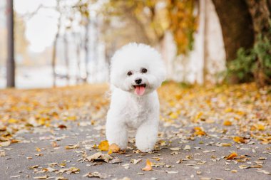 Bir Bichon Frise köpeğinin yakın plan portresi güzel bir stok fotoğrafında sonbaharın özünü yakalıyor. Köpeğin kabarık beyaz kürkü, sonbahar mevsiminin ılık renkleriyle güzel bir tezat oluşturarak büyüleyici ve rahat bir atmosfer yaratıyor.