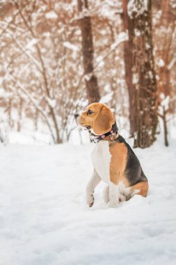 Karlı arazide bir av köpeği. Büyüleyici bir stok fotoğrafı. Kışın bu güzel türün cazibesini ve neşesini yakalıyor.