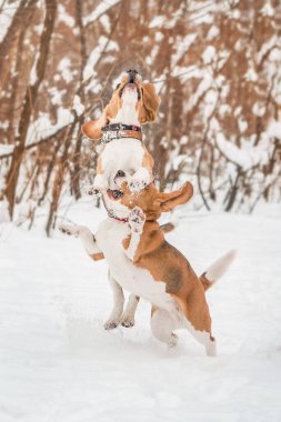 Karlı arazide bir av köpeği. Büyüleyici bir stok fotoğrafı. Kışın bu güzel türün cazibesini ve neşesini yakalıyor.