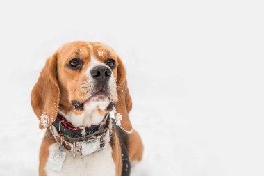 Karlı arazide bir av köpeği. Büyüleyici bir stok fotoğrafı. Kışın bu güzel türün cazibesini ve neşesini yakalıyor.