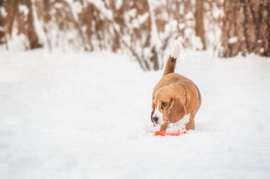 Karlı arazide bir av köpeği. Büyüleyici bir stok fotoğrafı. Kışın bu güzel türün cazibesini ve neşesini yakalıyor.