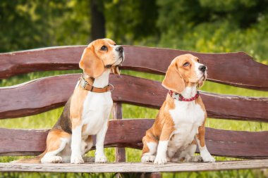 Bu türün cazibesi ve kişiliği, bir arka plana karşı bir av köpeği portresi.