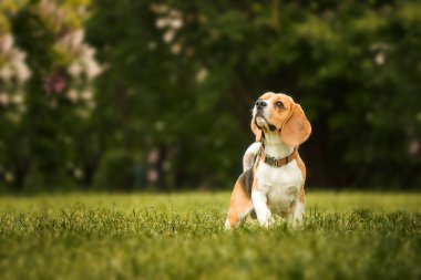 Bu türün cazibesi ve kişiliği, bir arka plana karşı bir av köpeği portresi.